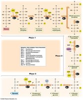 Phase 3 of glycolysis