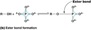 Ester bond formation