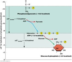 ATP's position among phosphorylated compounds