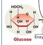 Overview of glycolytic pathway