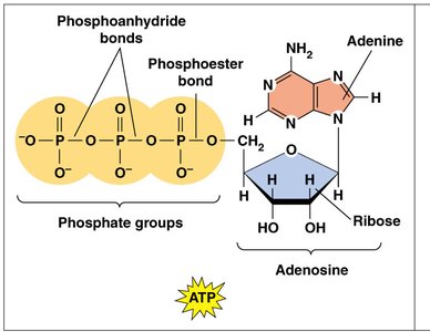 Structure of ATP molecule