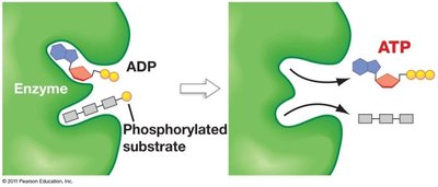 Substrate-level phosphorylation