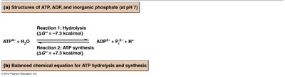 ATP hydrolysis and synthesis reactions