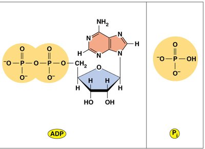 ADP and inorganic phosphate structure