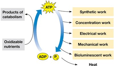 ATP cycle in cellular metabolism