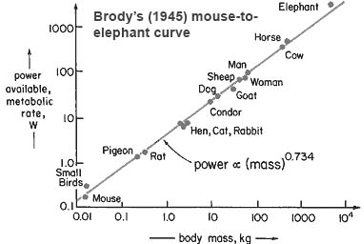 Brody's mouse-to-elephant metabolic rate curve