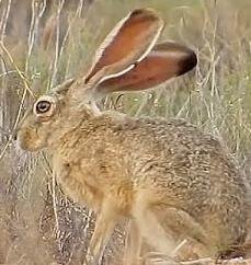 Desert hare with large ears for heat loss
