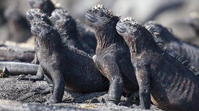 Endothermic animal (otter)