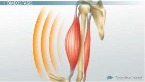 Muscle shivering for heat generation