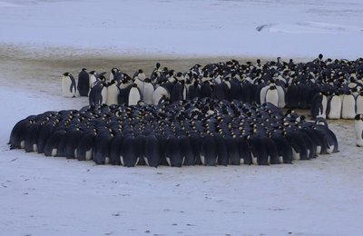Penguins huddling to reduce heat loss