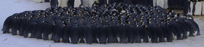 Close-up of penguin huddle