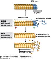 Model for GTP cap function in microtubule growth and catastrophe