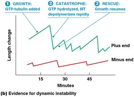 Graph showing dynamic instability: growth, catastrophe, rescue