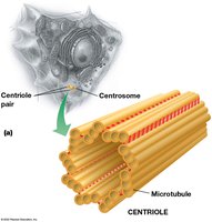 Centrosome and centriole structure
