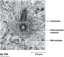 TEM of centrosome showing centrioles and pericentriolar material
