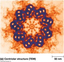 TEM of centriole cross-section