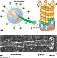 γ-tubulin ring complex nucleating microtubule assembly