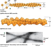 Microfilament structure: G-actin monomers, F-actin filament, barbed and pointed ends
