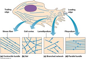 Architecture of actin in crawling cells: stress fibers, cell cortex, lamellipodium, filopodium