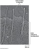 Actin bundles in filopodia and actin network in lamellipodium