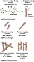Diagram of actin-binding proteins: monomer-sequestering, polymerizing, capping, severing, crosslinking, bundling