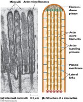 Structure of microvillus: actin microfilaments, bundling proteins, lateral links