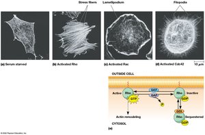 Rho GTPase regulation: GEFs, GAPs, GDIs