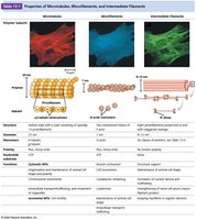 Table comparing properties of microtubules, microfilaments, and intermediate filaments