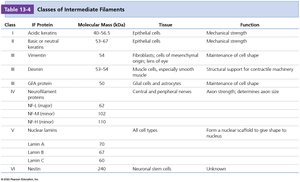 Classes of intermediate filaments: table