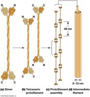 Assembly of intermediate filaments: dimer, tetramer, protofilament, filament
