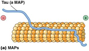 Tau (a MAP) binding to microtubule