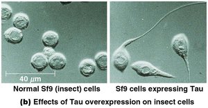 Effects of Tau overexpression on insect cells