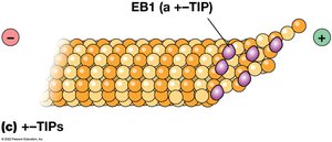 EB1 (a +-TIP) stabilizing microtubule plus end