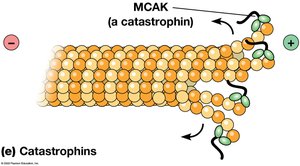 MCAK (a catastrophin) promoting microtubule depolymerization
