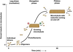 Kinetics of microtubule assembly: lag, elongation, plateau phases
