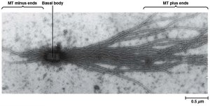 Microtubule polarity: plus and minus ends