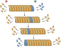 Microtubule treadmilling: addition at plus end, removal at minus end