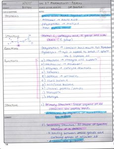 Protein structure levels diagram