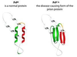 Comparison of normal and disease-causing prion protein structures