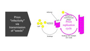 Diagram of prion replication cycle and infectivity