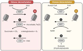 Histone modification pathways: methylation and acetylation