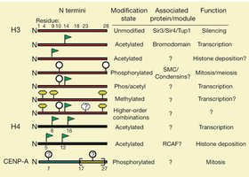 Diagram of histone tail modifications and their functional consequences
