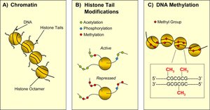 Diagram showing chromatin structure, histone tail modifications, and DNA methylation