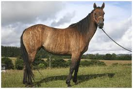Example of mosaicism due to X inactivation (e.g., coat color in animals)
