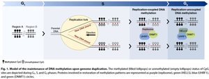 Model of maintenance of DNA methylation during replication