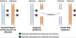Diagram of imprinting syndromes: Angelman and Prader-Willi