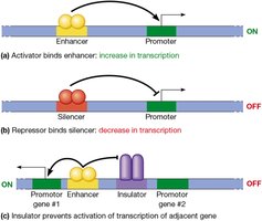 Diagram of enhancer, silencer, and insulator elements in gene regulation