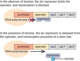 Diagram of lac operon regulation by repressor and lactose