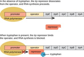 Diagram of trp operon regulation by repressor and tryptophan