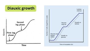 Diauxic growth curve showing sequential use of glucose and lactose